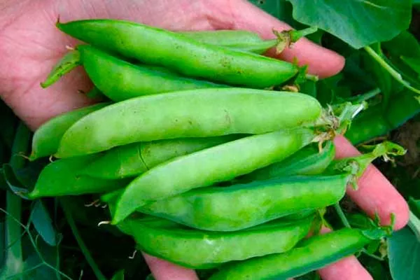 Описание гороха Рафинад