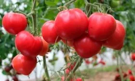 Описание куста и плодов