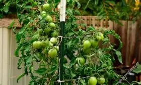 Описание растения