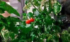 Описание растения