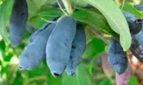 Описание растения и плодов