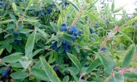 Описание сорта