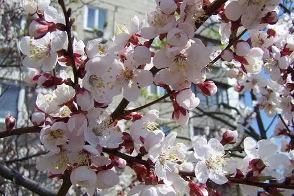 Опыление, период цветения и сроки созревания