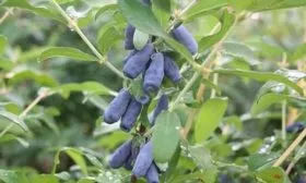 Созревание