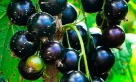 Особенности плодов и вкуса