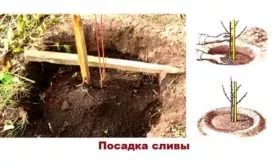 Особенности посадки