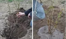 Особенности посадки Розы