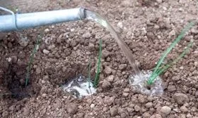 Особенности ухода