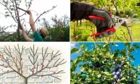 Особенности ухода обрезка