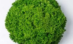 Особенности внешнего вида и вкуса1