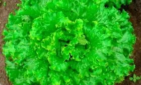 Особенности внешнего вида и вкуса