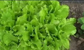 Особенности внешнего вида и вкуса