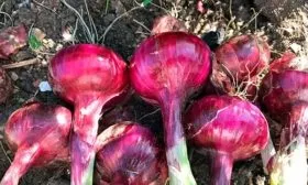 Особенности внешнего вида растения и луковиц