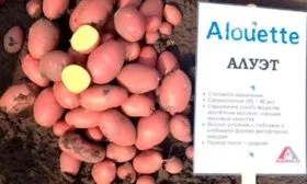 Параметры корнеплодов, их вкус и предназначение