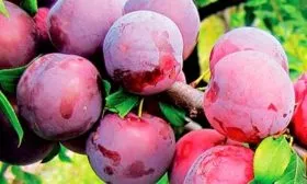 Параметры плодов