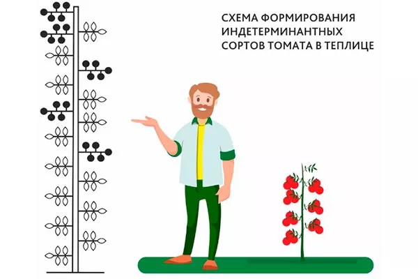 Пасынкование и подвязывание