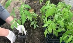 Пересадка (1)