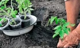 Пересадка рассады