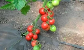 Пересадка в открытый грунт