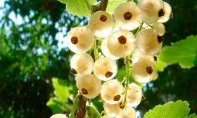 Период цветения и созревания