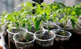 Пикирование