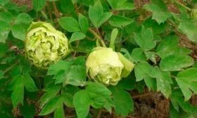pion-zelenye-boby