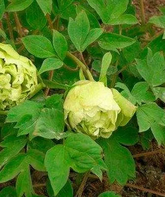 pion-zelenye-boby