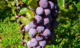 Плоды и их вкусовые характеристики