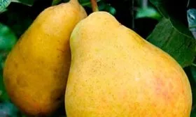 Плоды и их вкусовые характеристики