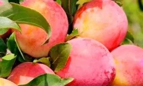 Плоды и их вкусовые характеристики