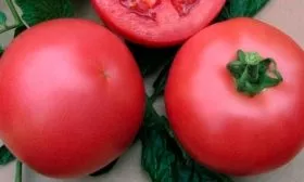 Плоды и их вкусовые качества