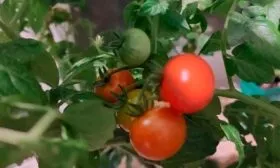 Плоды, их вкусовые качества и назначение