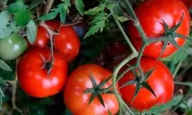 Плоды, их вкусовые качества и назначение