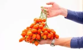 Плоды, их вкусовые качества и назначение