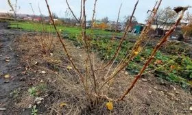 Подготовка к зиме