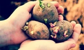 Подготовка клубней