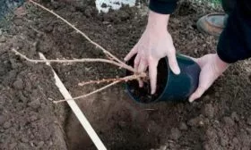 Подготовка участка и посадочной ямы