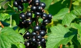 Показатели ягод