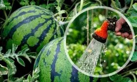 полив