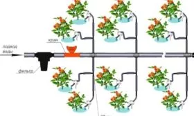 Полив и подкормка