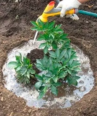 Полив и подкормки