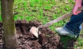 Полив и рыхление