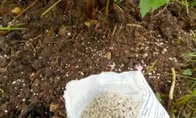 Поливы и подкормки