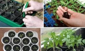 Посадка семян и уход за рассадой (1)