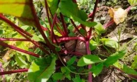 Посадка семян свёклы Мадам Ружетт