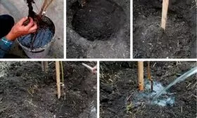 посадка сливы