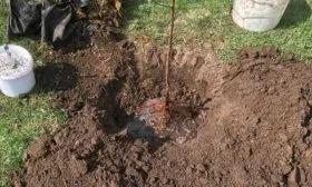 Посадка сливы