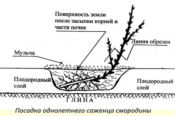 Посадка смородины 2