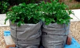 Посадка в полиэтиленовый мешок