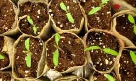 Посев семян на рассаду